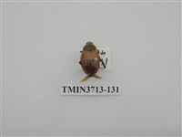 藏品(金龜子科)的圖片